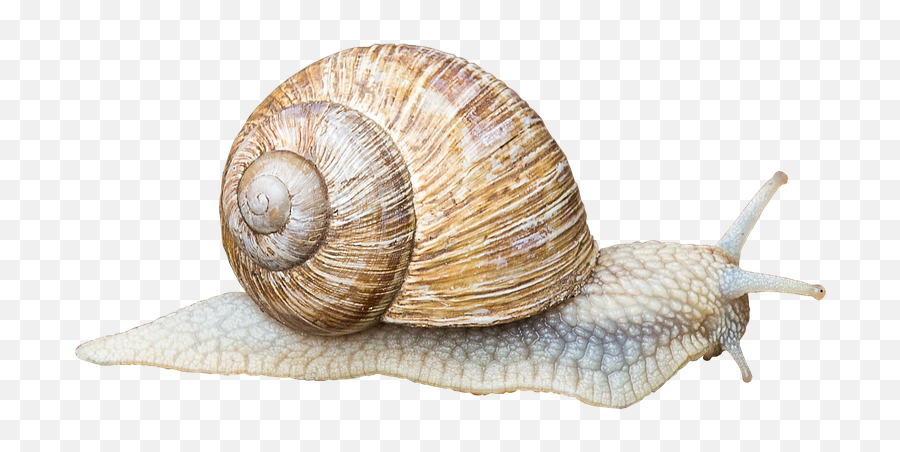 3 Free Snail Pictures And Images In Hd - Gastropods Png Emoji,Flower Emoji Copy And Paste
