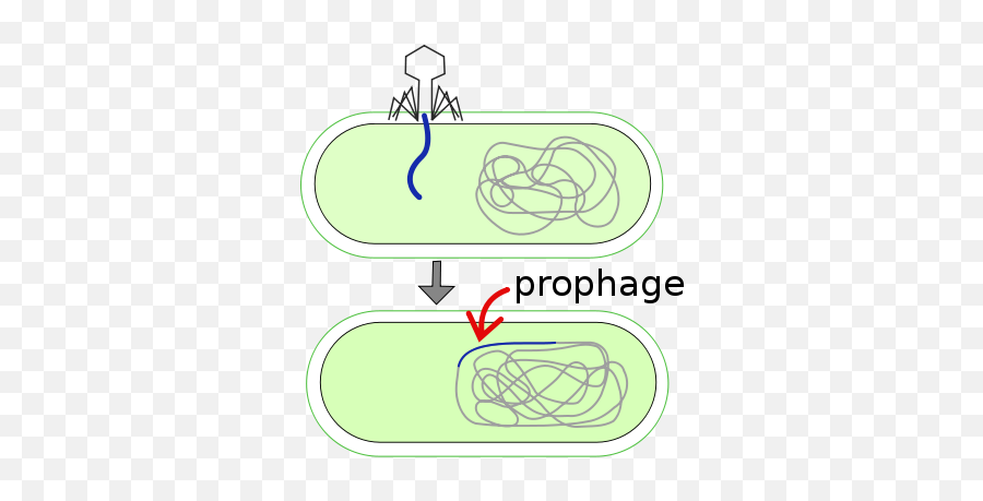Prophage Svg - Difference Between Prophage And Provirus Emoji,Meanings Of Emoticons For Texting