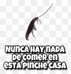 Memes Uwu 12 Límmiðar Fyrir Whatsapp - Nunca Hay Nada De Comer En Esta Casa Sticker Emoji,Catfish Emoji