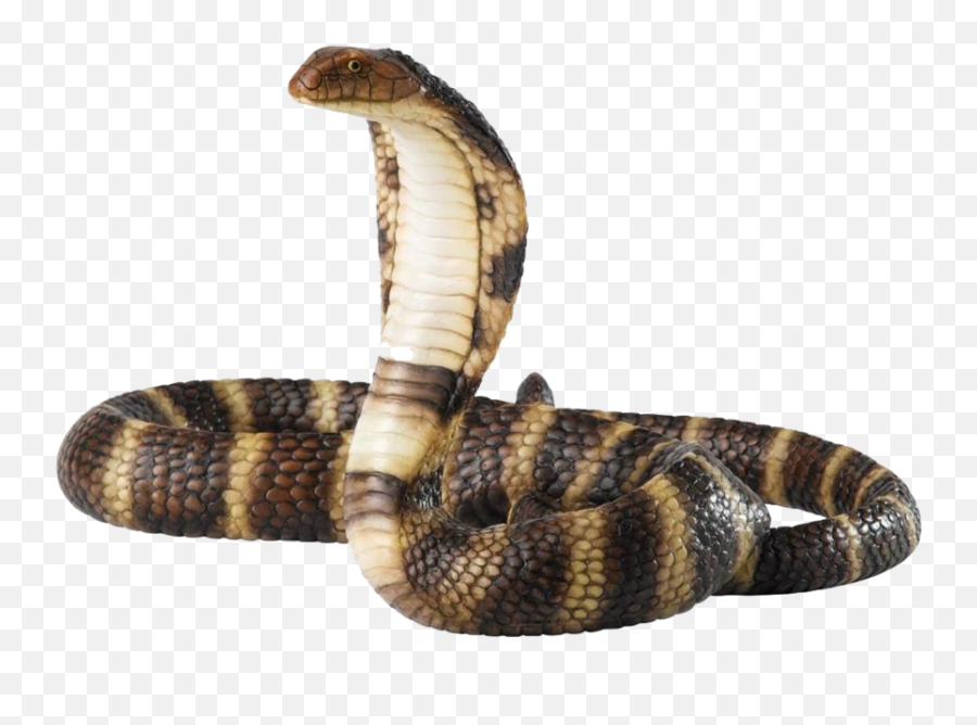 Cobra Snake Png Official Psds - Big Snake Png Emoji,Snake Emoji Png