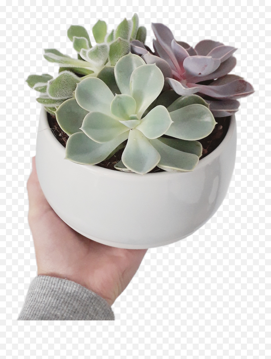 Plant Plants Sticker - Rosette Emoji,Succulent Emoji