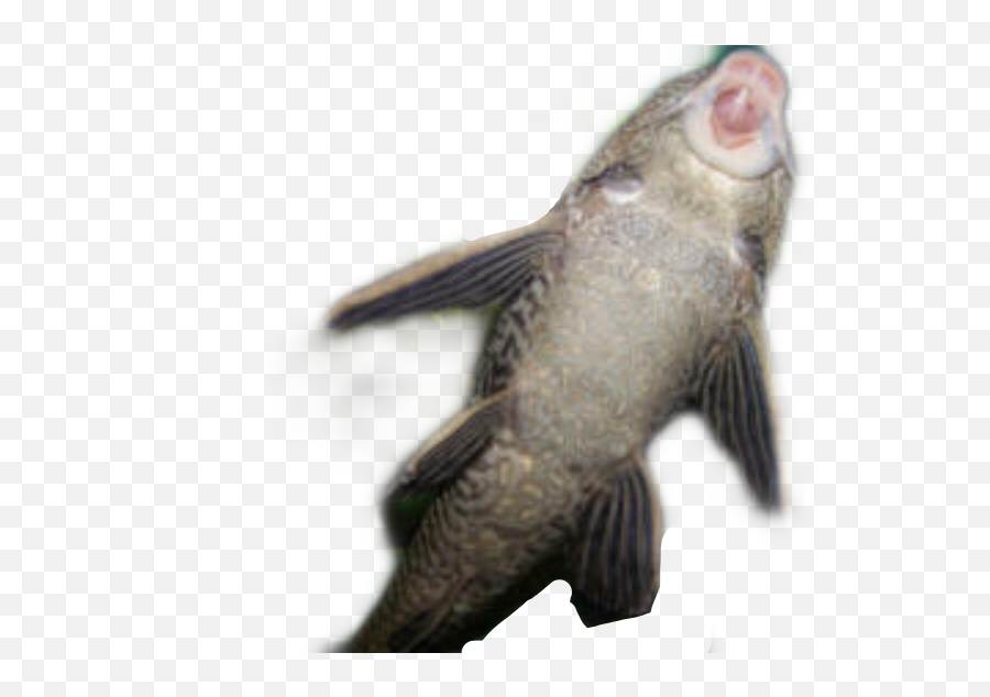 Free - Catfish Emoji,Catfish Emoji