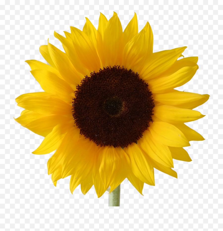 Icon Free Download Sunflower Vectors Clipart Transparent