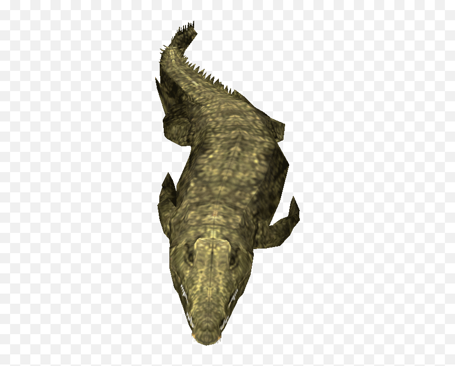 Committedu003du003du003d Amphibious Animal Swimming Animation Request - Crocodile Animated Gif Transparent Emoji,Alligator Emoji