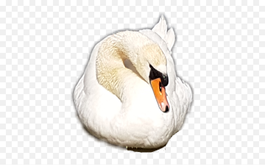 Swan Sticker - Mute Swan Emoji,Swan Emoji