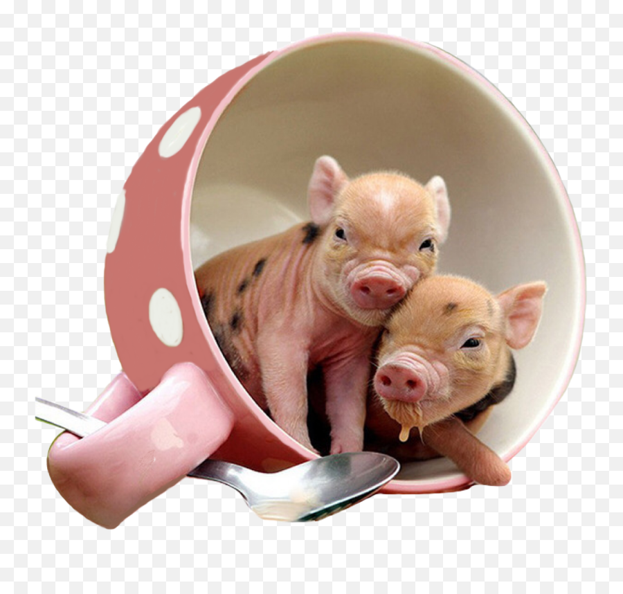 Trending Teacuppigs Stickers - Teacup Pig In Teacup Emoji,Pig Knife Emoji