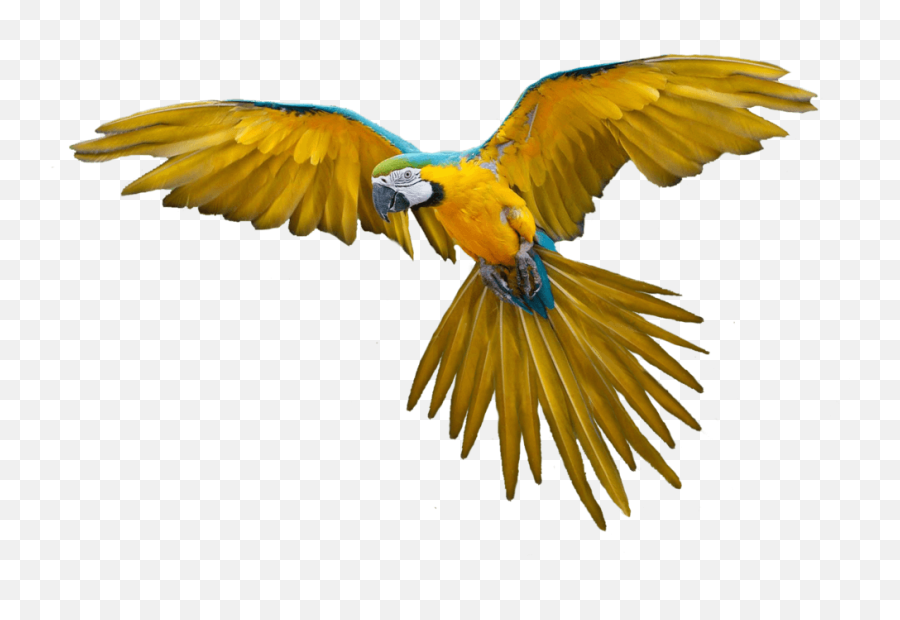 Long Parrot Tail - Bird Hd Png Download Emoji,Parrot Emoji
