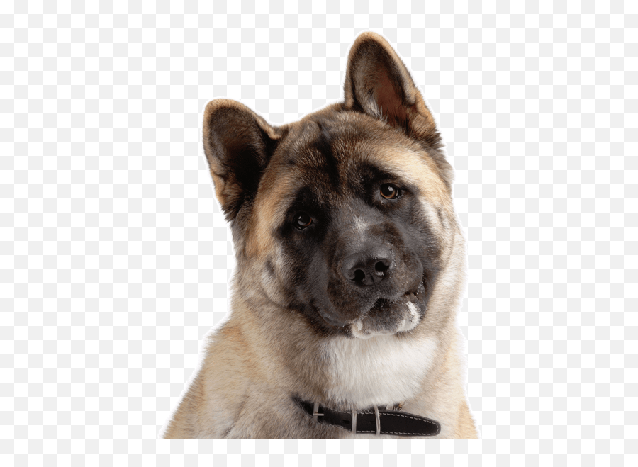 Samoyed Puppies For Sale - Adoptapetcom American Akita Price Emoji,Puppy Dog Eyes Emoji