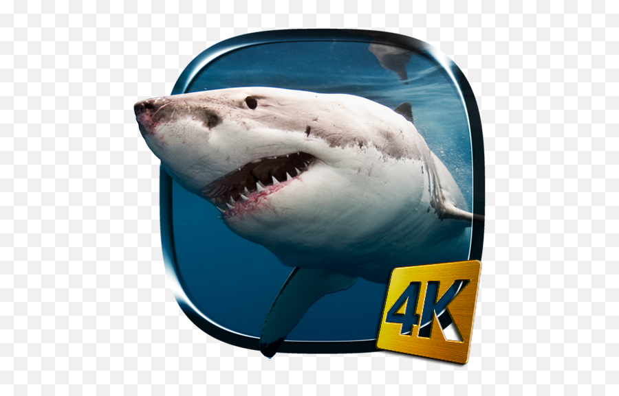 Shark 4k Live Wallpaper 20 Apk Download - Comgrabshark4k Sharks Edible Emoji,Shark Emoji Android