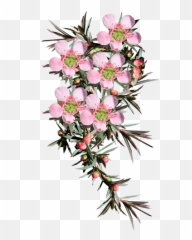 1 Free Australian Koala Images - Native Flower Clipart Emoji
