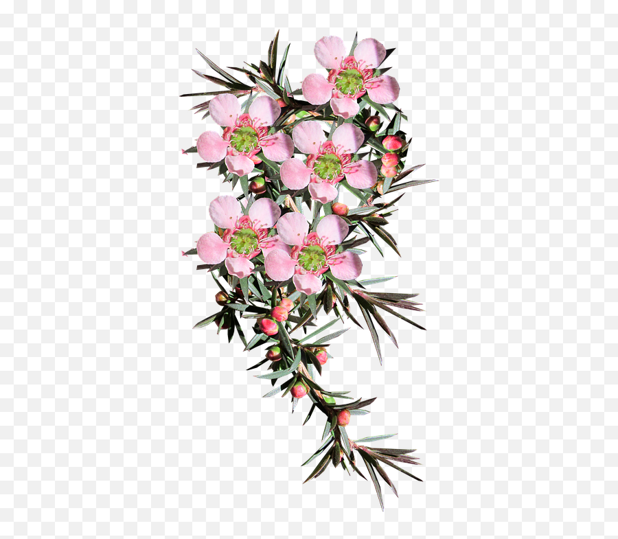 1 Free Australian Koala Images - Australian Native Flower Clipart Emoji,Flag Honey Plant Emoji