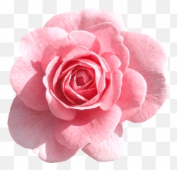 flowers png tumblr - Purple Rose Clipart Png Tumblr Light Transparent Background Pink Flower Emoji
