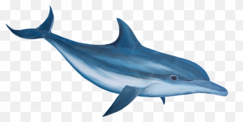 Dolphin - Dolphin Hd Png Emoji,Dolphin Emoji