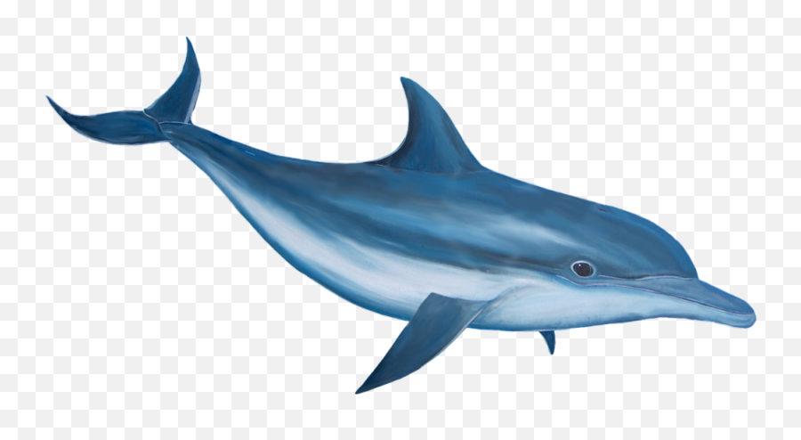 Dolphin - Dolphin Hd Png Emoji,Dolphin Emoji