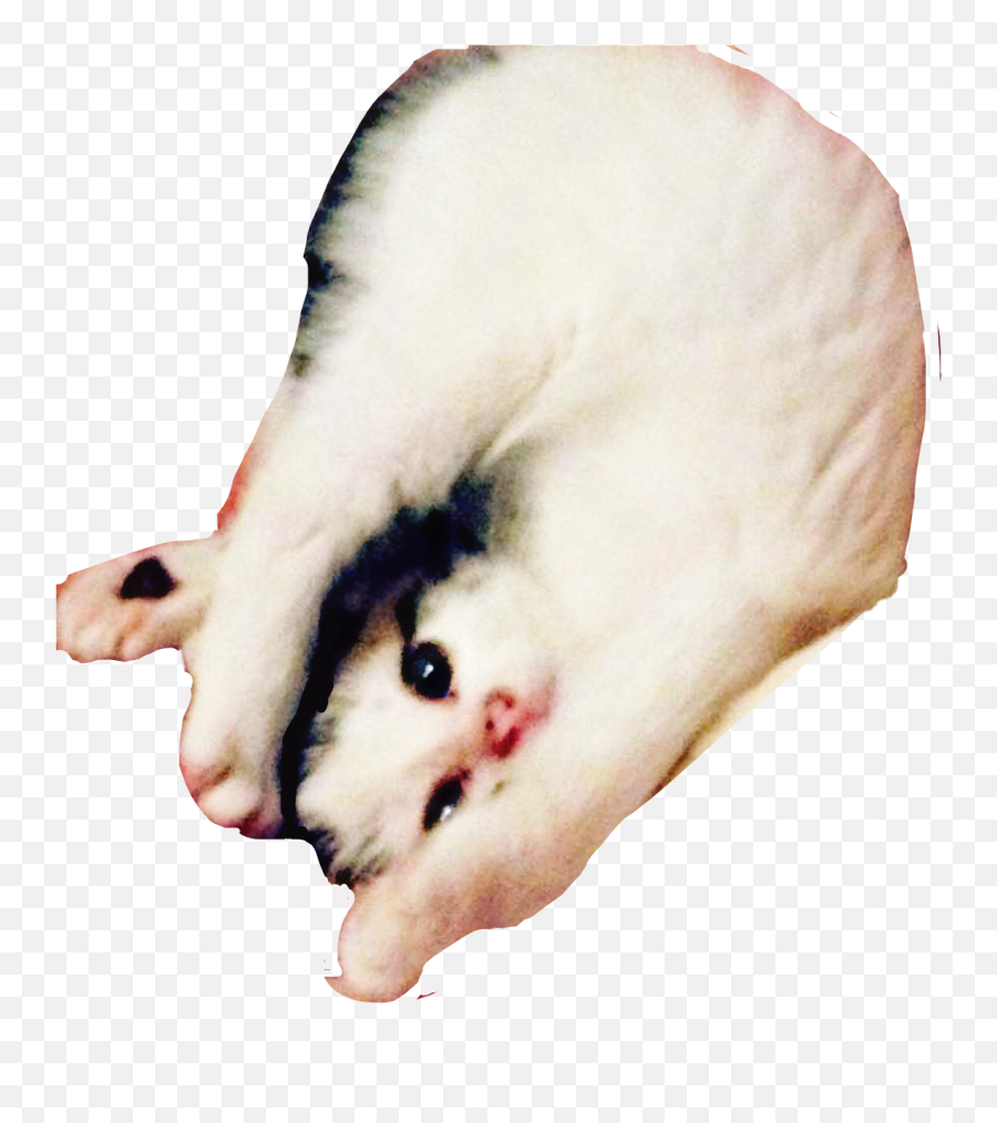 Upside Down Cat - Virginia Opossum Emoji,Upside Down Head Emoji