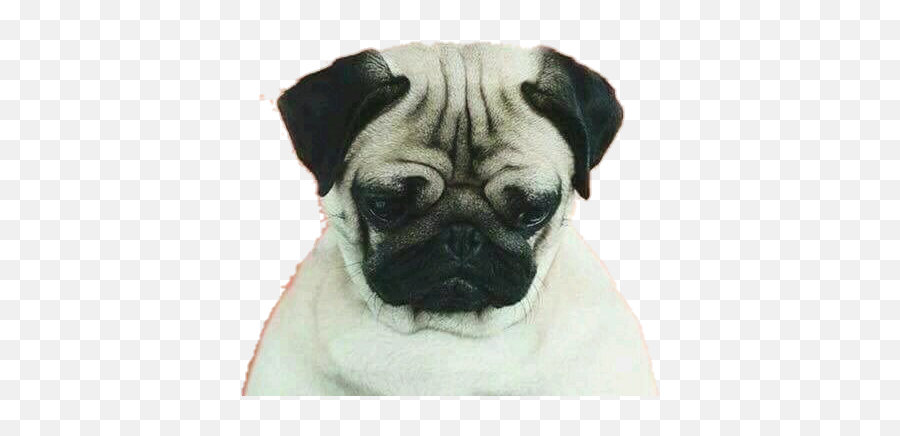 Image About Pink In Geezy - Pugs Happy Sad Emoji,Pug Emoji