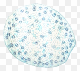 Botana Curus Monocot Stem - Xylem And Phloem Are Scattered Emoji
