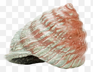 Seashell Png - Conch Emoji,Conch Shell Emoji