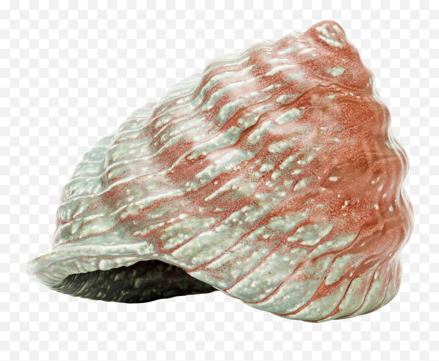 Seashell Png - Conch Emoji,Conch Shell Emoji