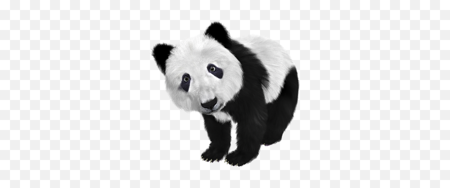 Free Pandas Bear Illustrations - Zoology Assignment Help Emoji,Panda Emoji