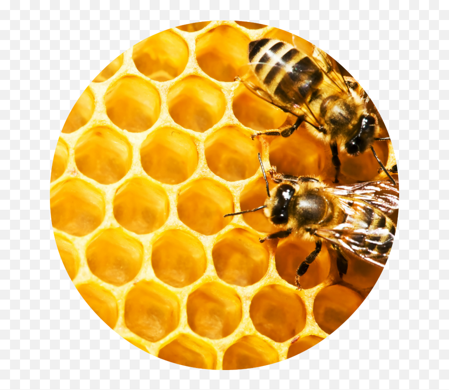 Beehive Honeycomb - Bee Pattern Png Download 32981767 Honeycomb Circle Emoji,Beehive Emoji
