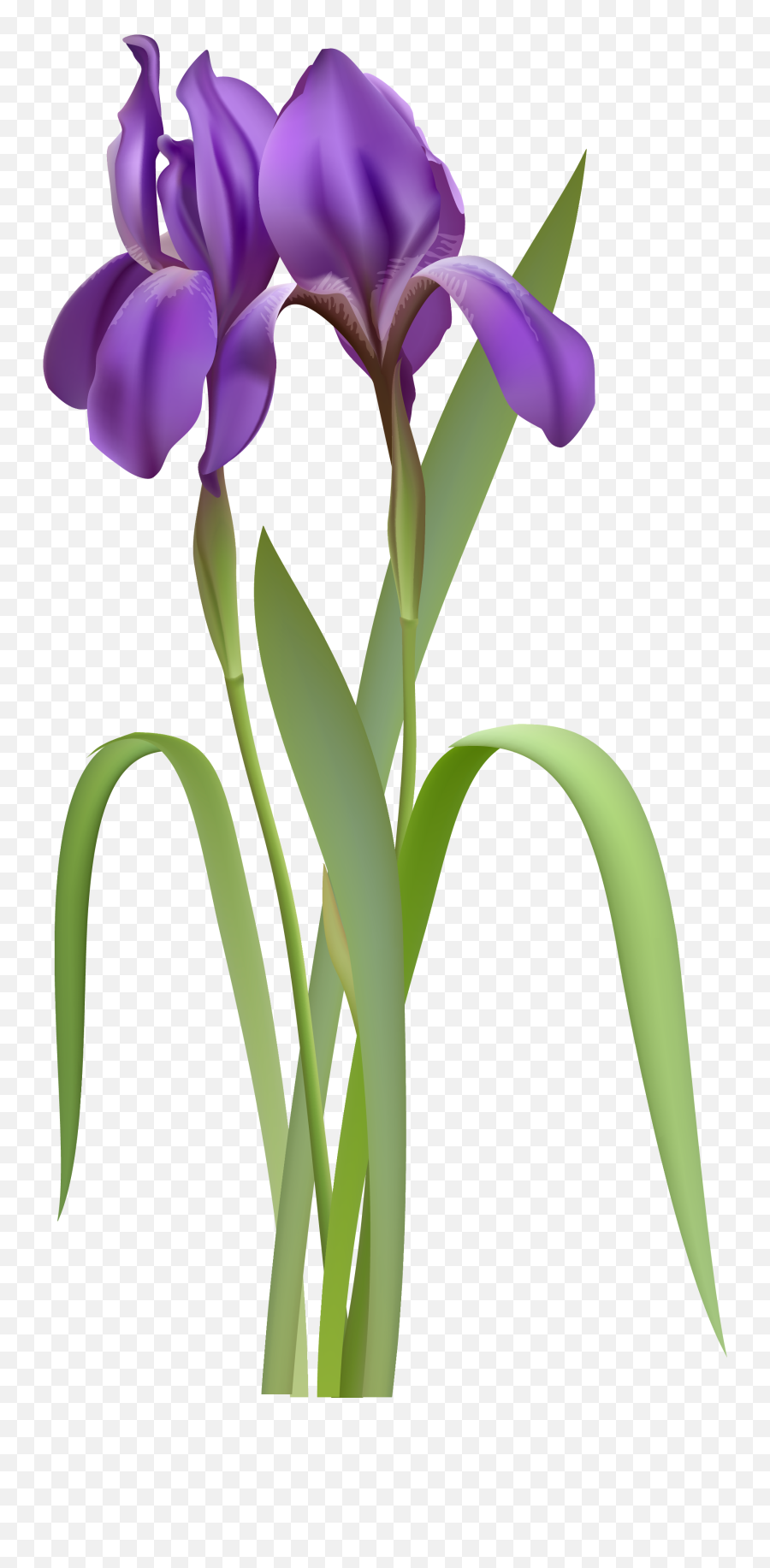 Iris Clipart - Iris Flower Free Png Emoji,Iris Emoji