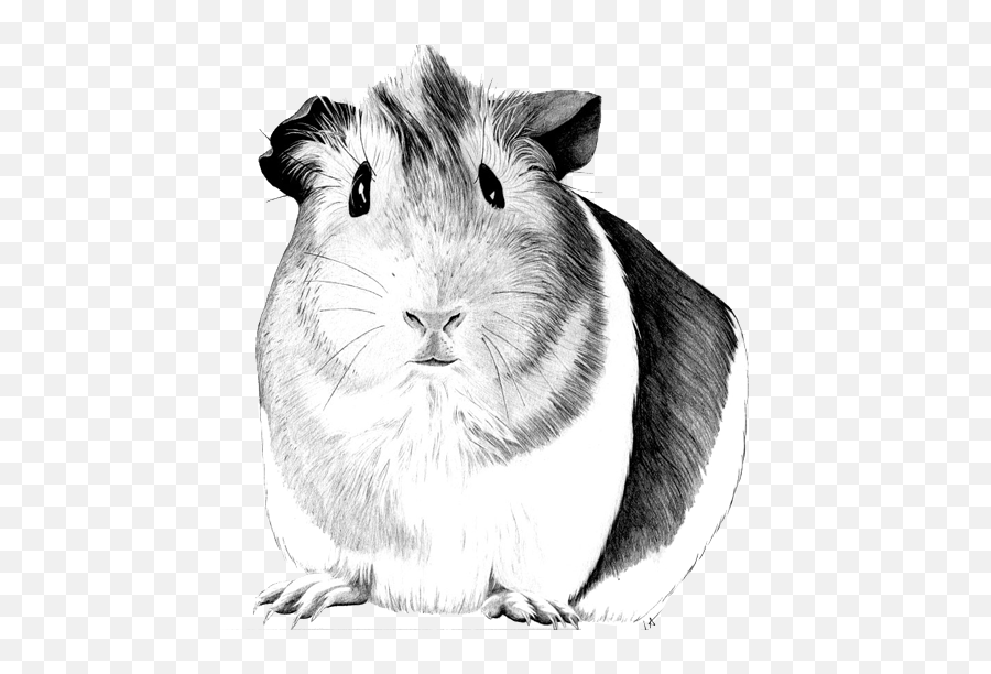 Guinea Pig Clipart Face - Guinea Pig Drawing Emoji,Mouse Bunny Hamster Emoji