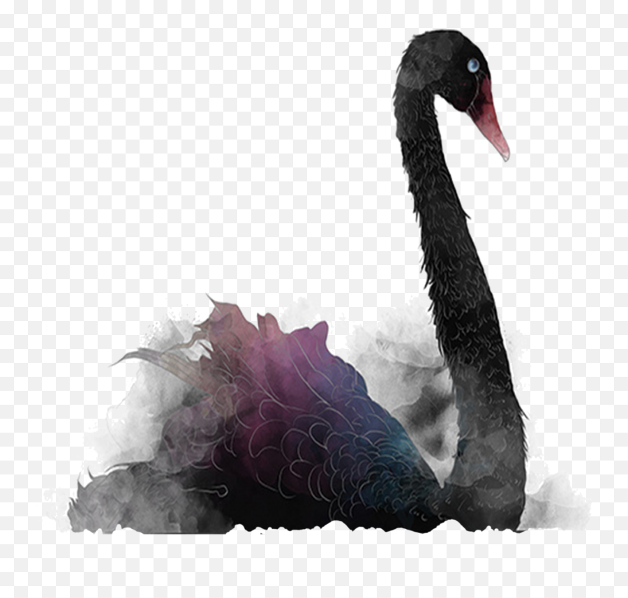 Mq Black Swan Swans Water Animal - Transparent Black Swan Logo Emoji,Swan Emoji