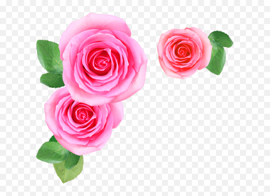 Flower Images Download Rose - Flowers Png Image Download Emoji,Pink Rose Emoji