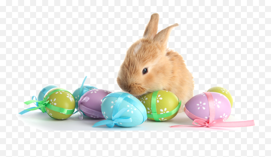 Download Easter Bunny Png - Easter Bunny And Eggs Png Emoji,Easter Emoji