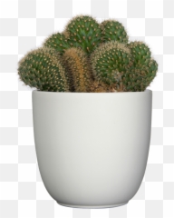 Opuntia Emerald Wave S Ally - Mae Plantsome Vertical Emoji,Succulent Emoji