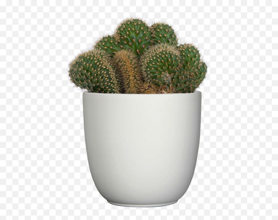 Opuntia Emerald Wave S Ally - Mae Plantsome Vertical Emoji,Succulent Emoji