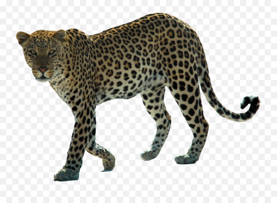 Leopard Png Images Free Download - Png Leopard Emoji,Leopard Emoji