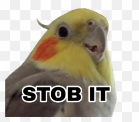 Birb - Cockatiel Emoji,Birb Emoji
