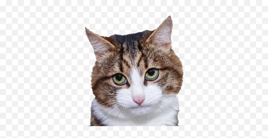 Animated Emojis Tumblr Posts - Cat,Discord Cat Emojis