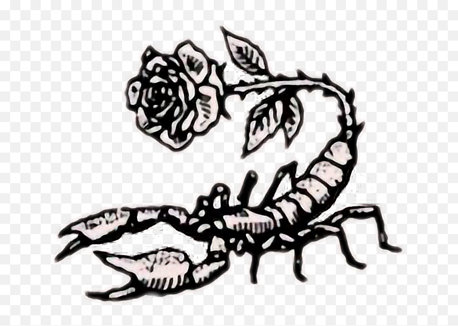 Tumblr Rose Rock Scorpion - Scorpio Wallpaper For Iphone Scorpion Drawing Emoji,Scorpio Emoji