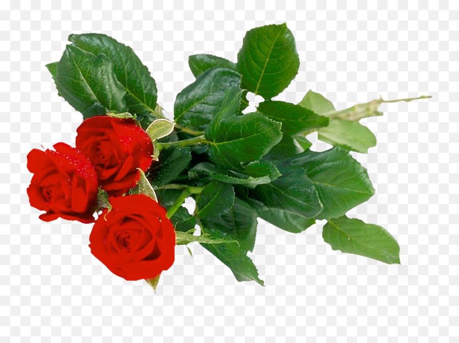 Rose Png Flower 657 - Flower Bunch Png Hd Emoji,Rose Emoji Png