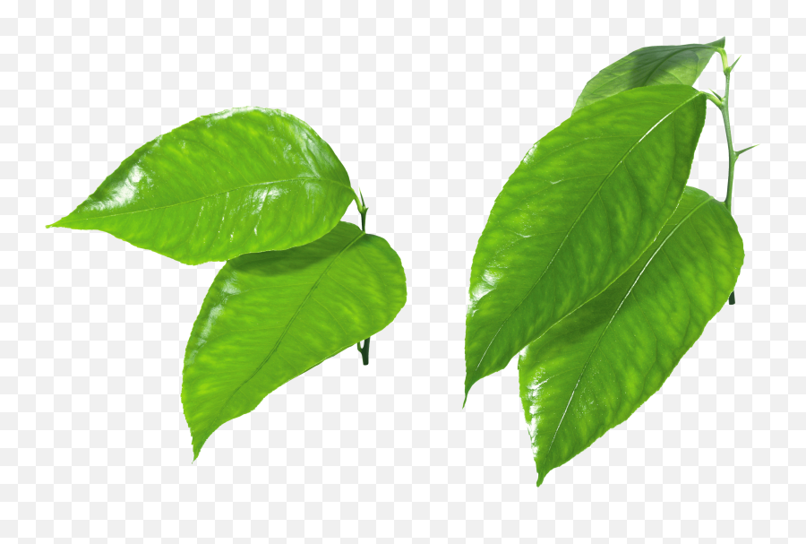 Maple Leaf Computer File - Transparent Green Apple Slice Png Emoji,Green Leaf Emoji