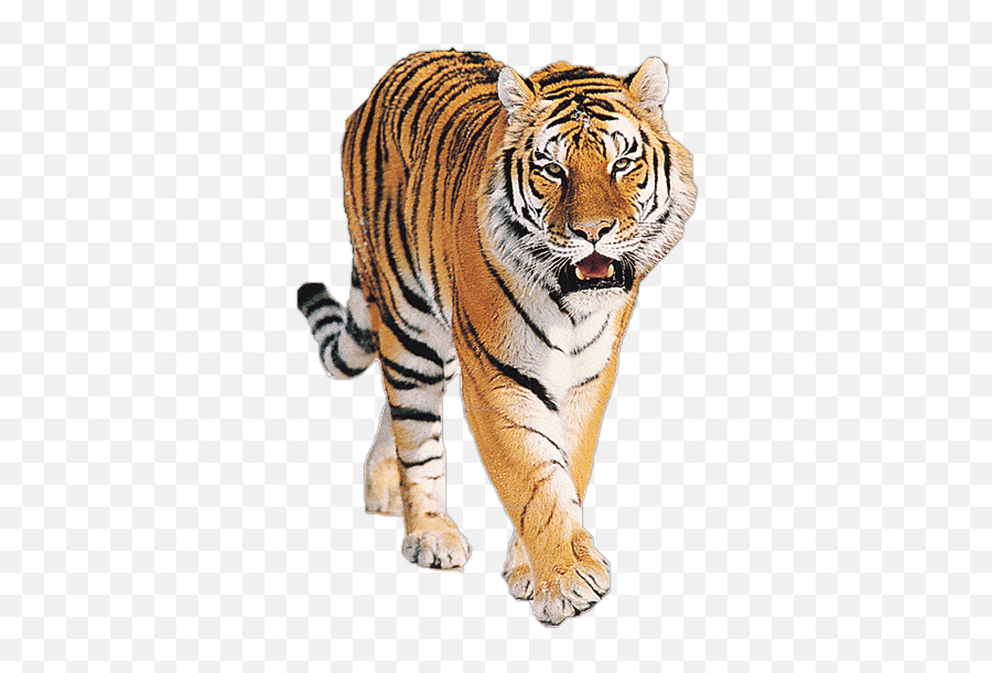 Png Tiger Paw Transparent Tiger Pawpng Images Pluspng - Tiger Images Hd Download Free Emoji,Clemson Tiger Paw Emoji
