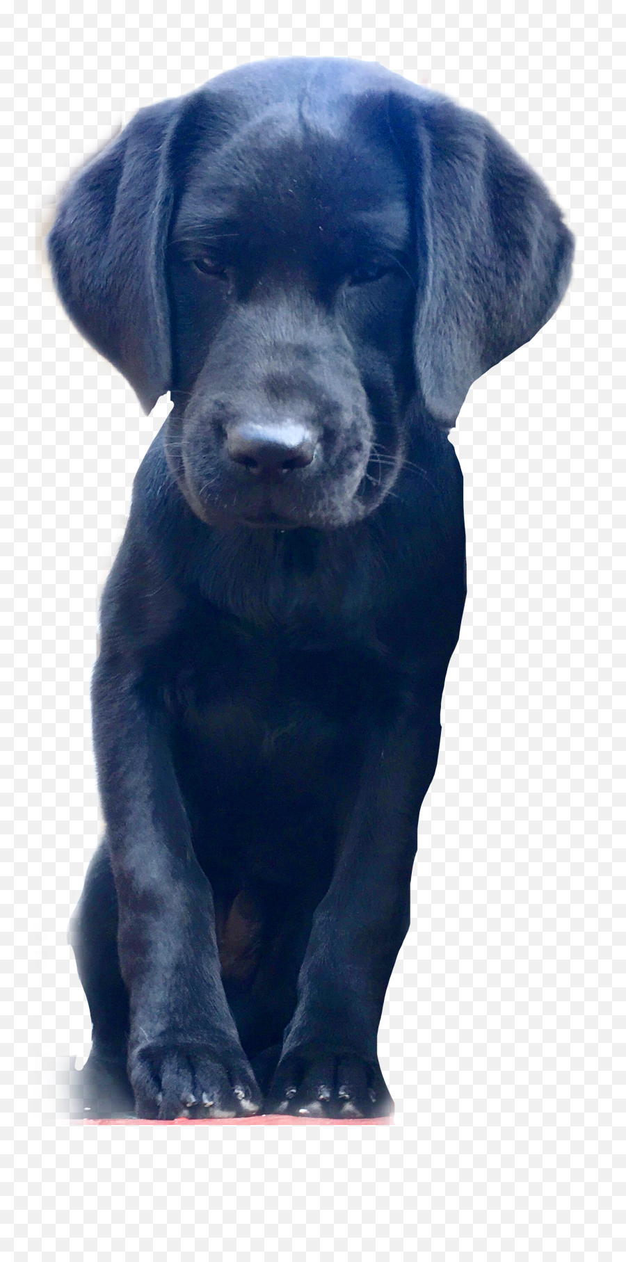 The Most Edited Labrador Retriever Picsart - Labrador Retriever Emoji,Black Lab Emoji