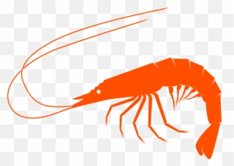 Collection Of Free Shrimp Vector Udang - Shrimp Clipart Png Emoji,Shrimp Emoji