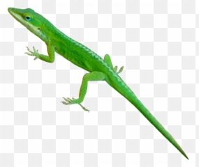 Iguana Lizard Animal Animals Nature - Carolina Anole Emoji,Iguana Emoji