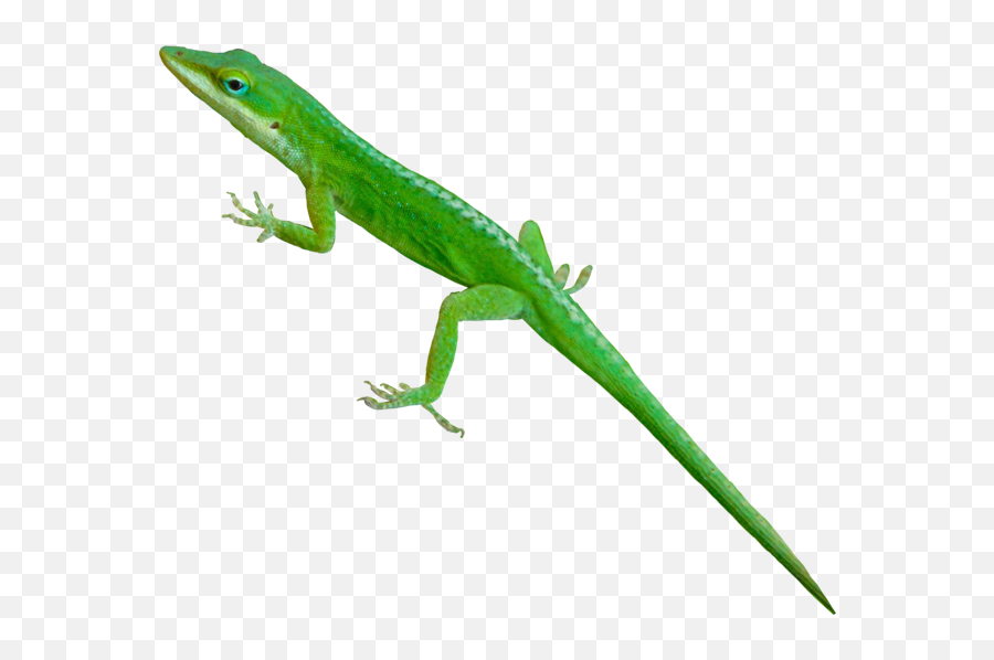 Iguana Lizard Animal Animals Nature - Carolina Anole Emoji,Iguana Emoji