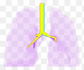 Top Medical Animation Stickers For - Animated Transparent Lungs Gif Emoji