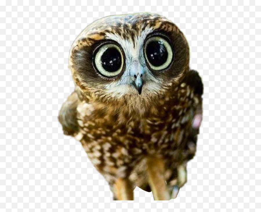 Bird Wisdom Owls Owl Owlart Owlremix Owlstickers Remix - Adorable Owl Emoji,Wisdom Emoji