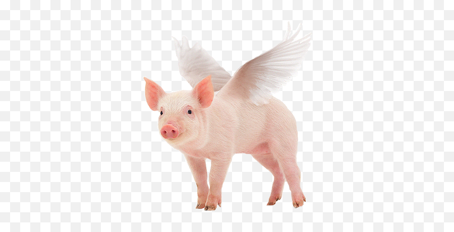 Flying Animals Sticker Challenge On Picsart - Zodiac Live Wallpaper Horoscope Wallpaper Emoji,Flying Pig Emoji