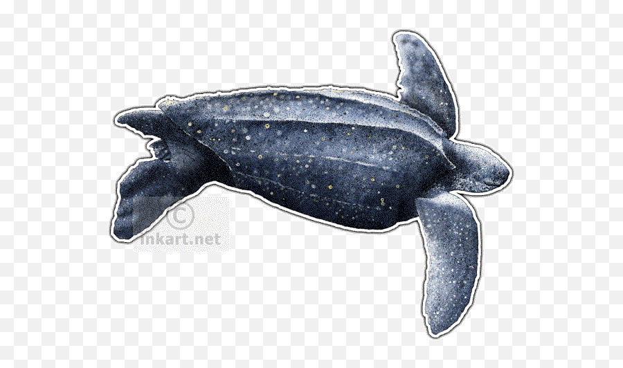 Leatherback Sea Turtle Png U0026 Free Leatherback Sea Turtlepng - Leatherback Sea Turtle With Transparent Background Emoji,Sea Turtle Emoji