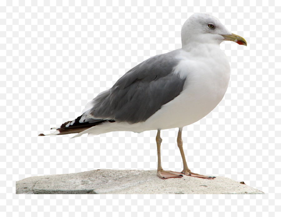 Gull Png - California Gull Transparent Emoji,Lay Down Emoji