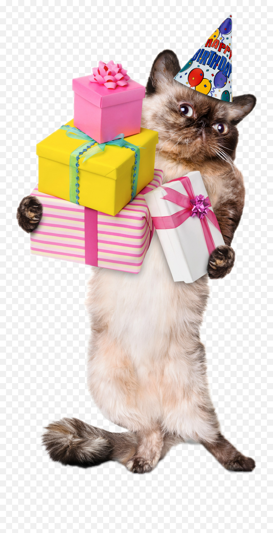 Partyitems Party Items Party Birthday - Karten Und Bilder Für Jeden Anlass By Corinna Emoji,Birthday Cat Emoji