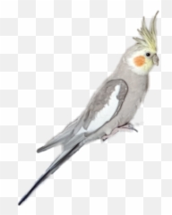 Cockatiel Parrot - Cockatiel Emoji,Cockatiel Emoji